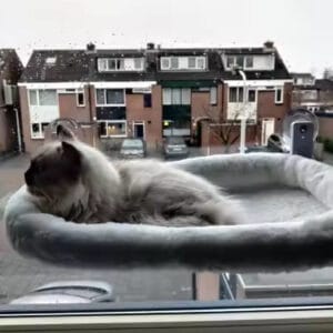 Customer's cat on hammock