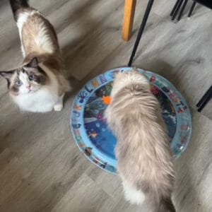 Customer's cat outdoors