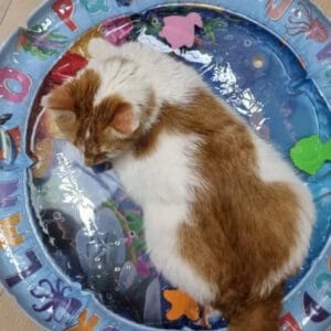 Customer's cat relaxing